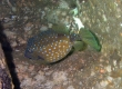 Boxfish (Enoshima)