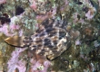 Thread-sail Filefish  カワハギ (Enoshima)