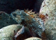 Marbled Rockfish (Enoshima)