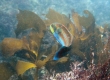 Cupid Wrasse (Enoshima)