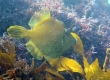 Filefish (Enoshima)