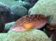 Sasanoha Wrasse (Enoshima)