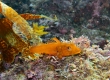 Gurnard (Izumo)