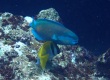 Daisy Parrotfish