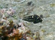 Dusky Wrasse