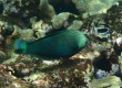 Dusky Wrasse