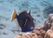 Halfmoon Triggerfish