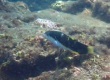 Jansen's Wrasse