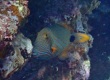 Orangelined Triggerfish