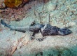 Crocodile Flathead