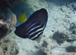 Sailfin Tang