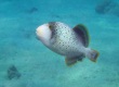 Yellowmargin Triggerfish