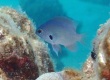 Black-axil Chromis