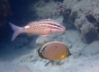 Whitesaddle Goatfish