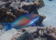 Forsten's Parrotfish