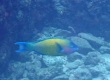 Palenose Parrotfish