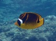 Raccoon Butterflyfish