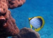 Black-backed Butterflyfish