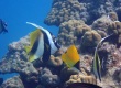 Masked Bannerfish