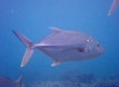 Brassy Trevally (Caranx papuensis)