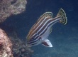 Striped Sweetlips (Plectorhinchus lessonii)