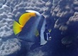 Singular Bannerfish