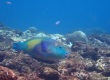 Japanese Parrotfish (Chlorurus japanensis)