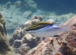 Bridled Monocle Bream (Scolopsis bilineata)