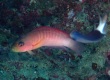 Firetail Dottyback (Labracinus cyclophthalmus)