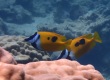 Blotched Foxface Rabbitfish (Siganus unimaculatus)