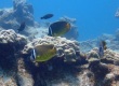 Oriental Butterflyfish (Chaetodon auripes)