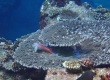 Shortbodied Blenny