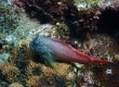 Shortbodied Blenny