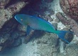 Redlip Parrotfish (Scarus rubroviolaceus)