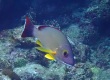 Blacktail Snapper (Lutjanus fulvus)