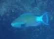 Bridled Parrotfish (Scarus frenatus)