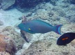 Spotted Parrotfish (Cetoscarus ocellatus)