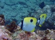 Teardrop Butterflyfish (Chaetodon unimaculatus)