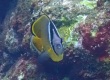 Oriental Butterflyfish (Chaetodon auripes)