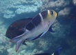 Bigeye Emperor (Monotaxis grandoculis)