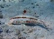 Freckled Goatfish (Upeneus tragula) ヨメヒメジ