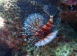 Zebra Lionfish (Dendrochirus zebra)