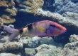 Manybar Goatfish (Parupeneus multifasciatus)