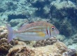 Ornate Emperor (Lethrinus ornatus)