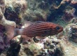 Tiger Cardinalfish (Cheilodipterus macrodon)