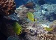 Latticed Butterflyfish (Chaetodon rafflesii)