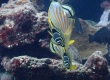 Ornate Butterflyfish (Chaetodon ornatissimus)