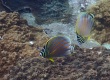 Ornate Butterflyfish (Chaetodon ornatissimus)