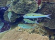 Yellowstripe Goatfish (Mulloidichthys flavolineatus)