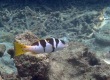 Blue Spotted Coral Trout (Plectropomus laevis)